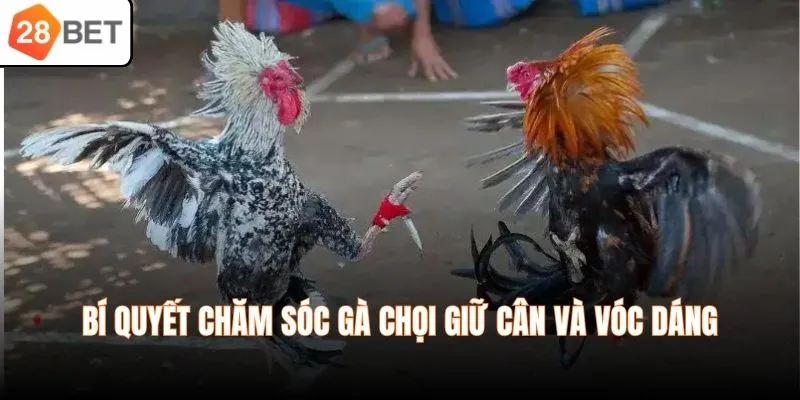 Bí quyết chăm sóc gà chọi giữ cân và vóc dáng