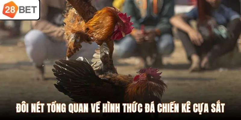 Đôi nét tổng quan về hình thức đá chiến kê cựa sắt