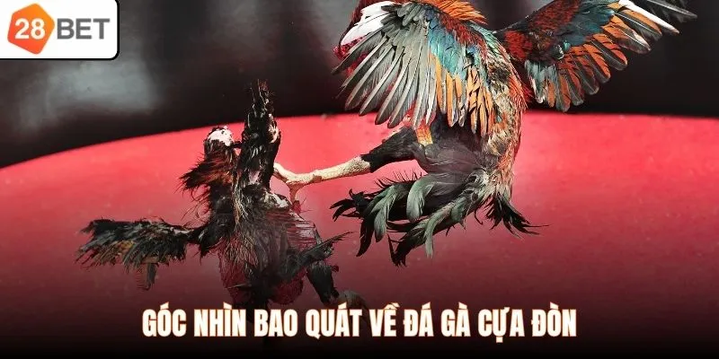 Góc nhìn bao quát về đá gà cựa đòn
