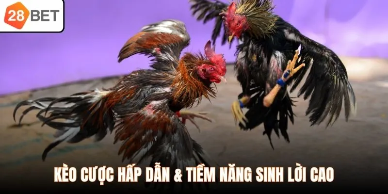 Kèo cược hấp dẫn & tiềm năng sinh lời cao