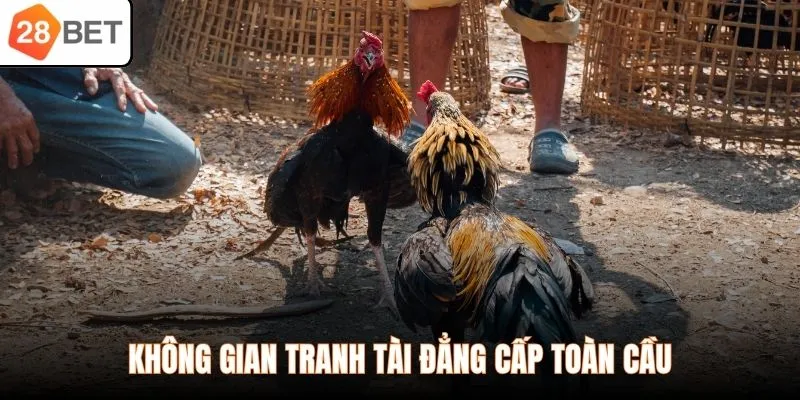 Không gian tranh tài đẳng cấp toàn cầu