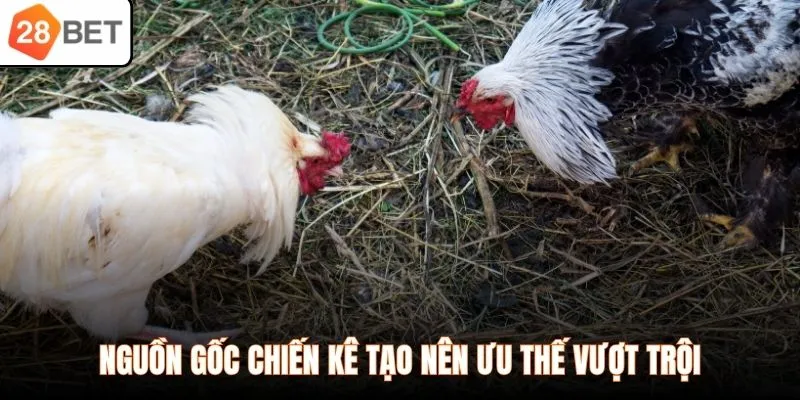 Nguồn gốc chiến kê tạo nên ưu thế vượt trội