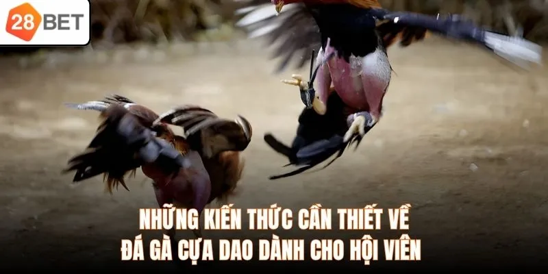 Những kiến thức cần thiết về đá gà cựa dao dành cho hội viên