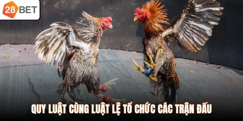 Quy luật cùng luật lệ tổ chức các trận đấu