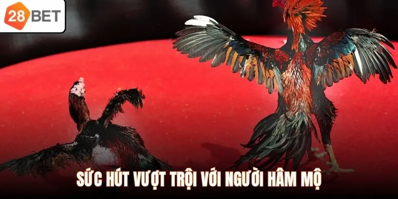 Sức hút vượt trội với người hâm mộ