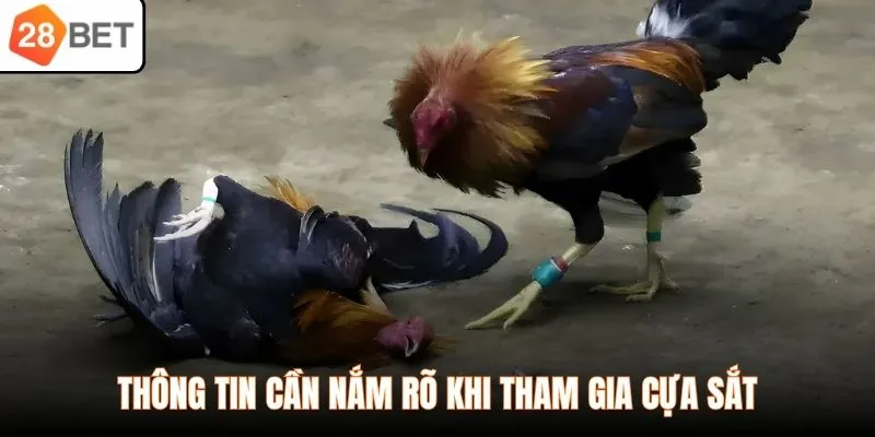 Thông tin cần nắm rõ khi tham gia cựa sắt